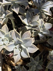 Graptopetalum