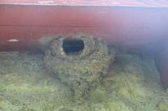 Petrochelidon pyrrhonota