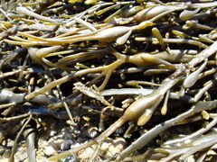 Ascophyllum nodosum