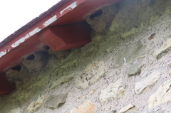 Petrochelidon pyrrhonota