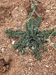 Telephium imperati