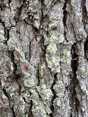 Lecanoromycetes