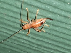 Camptonotus carolinensis