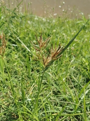 Cyperus rotundus