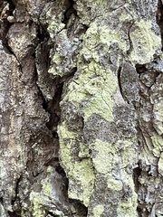 Lecanoromycetes