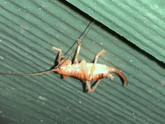 Camptonotus carolinensis