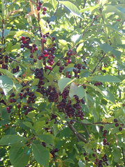 Prunus virginiana