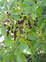 Prunus virginiana