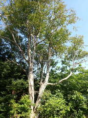 Betula papyrifera