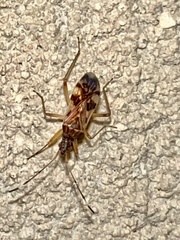 Ozophora picturata