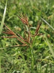 Cyperus rotundus