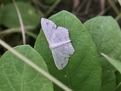 Scopula pulchellata agg