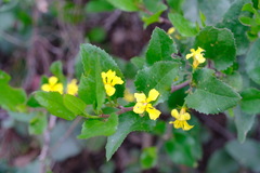 Goodenia ovata