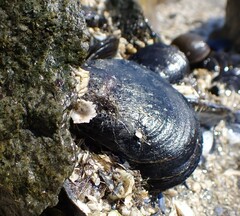 Mytilus edulis