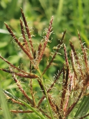 Cyperus rotundus