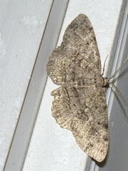 Melanolophia canadaria