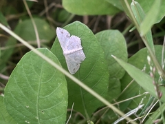 Scopula pulchellata agg