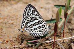 Aphnaeus lilacinus