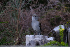 Colluricincla harmonica