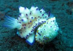 Mexichromis multituberculata