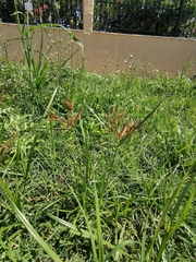 Cyperus rotundus
