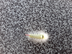 Calliteara pudibunda