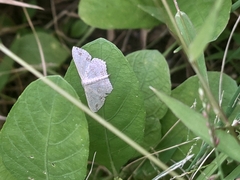 Scopula pulchellata agg