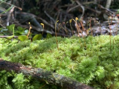 Hypnodendron