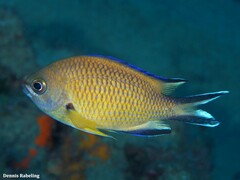 Chromis limbata