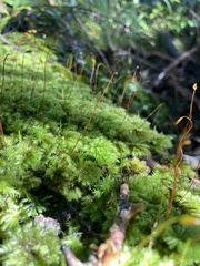Hypnodendron