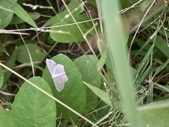 Scopula pulchellata agg