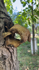 Cerioporus squamosus