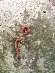 Trigoniulus corallinus