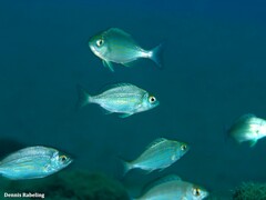 Spondyliosoma cantharus