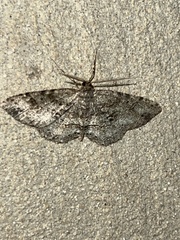 Melanolophia canadaria