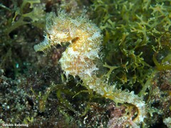 Hippocampus hippocampus