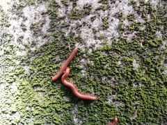 Trigoniulus corallinus