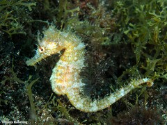 Hippocampus hippocampus