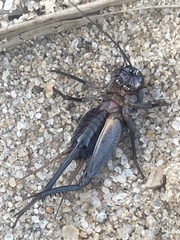Gryllus