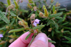 Thomasia petalocalyx