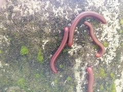 Trigoniulus corallinus