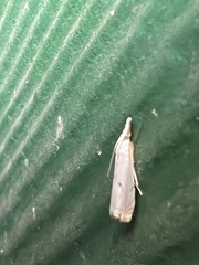 Microcrambus biguttellus
