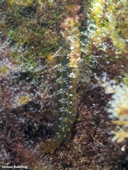 Parablennius incognitus