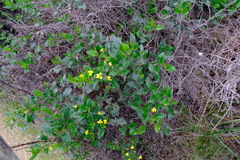 Goodenia ovata