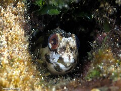 Lipophrys trigloides