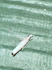 Microcrambus biguttellus