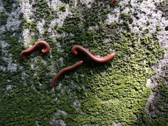 Trigoniulus corallinus