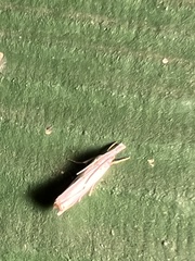 Microcrambus biguttellus