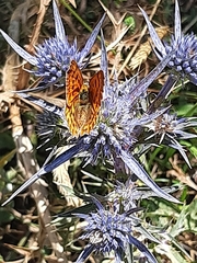 Lycaena virgaureae