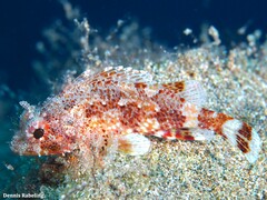 Scorpaena maderensis